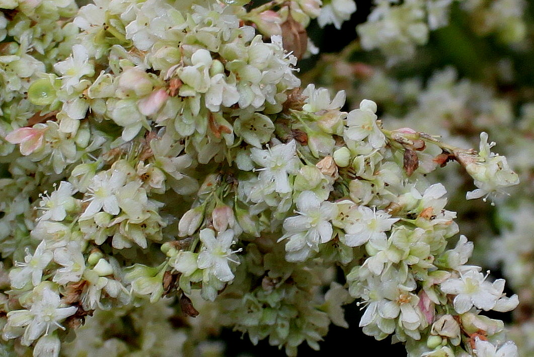 Image of genus Aconogonon specimen.