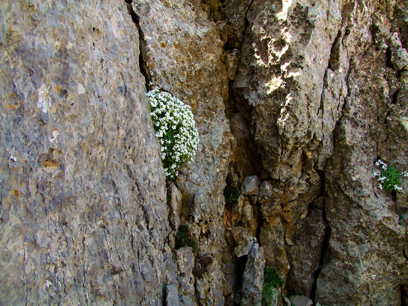 Изображение особи Arabis caucasica.