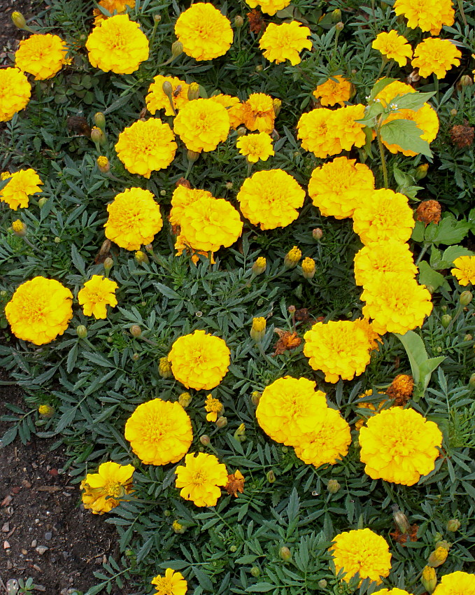 Image of Tagetes patula specimen.