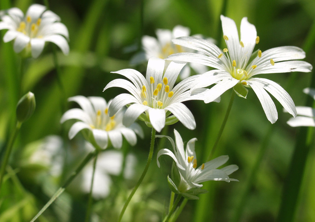 Image of Stellaria holostea specimen.