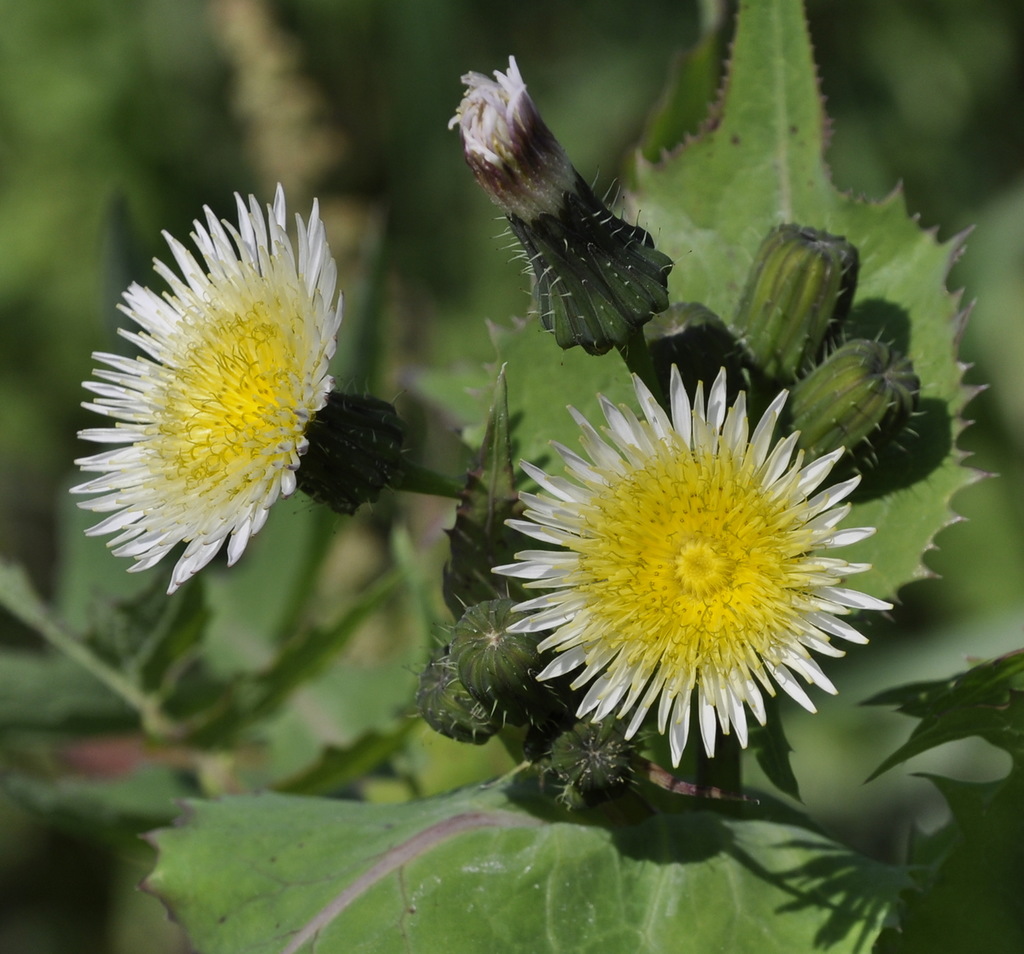 Изображение особи Sonchus oleraceus.