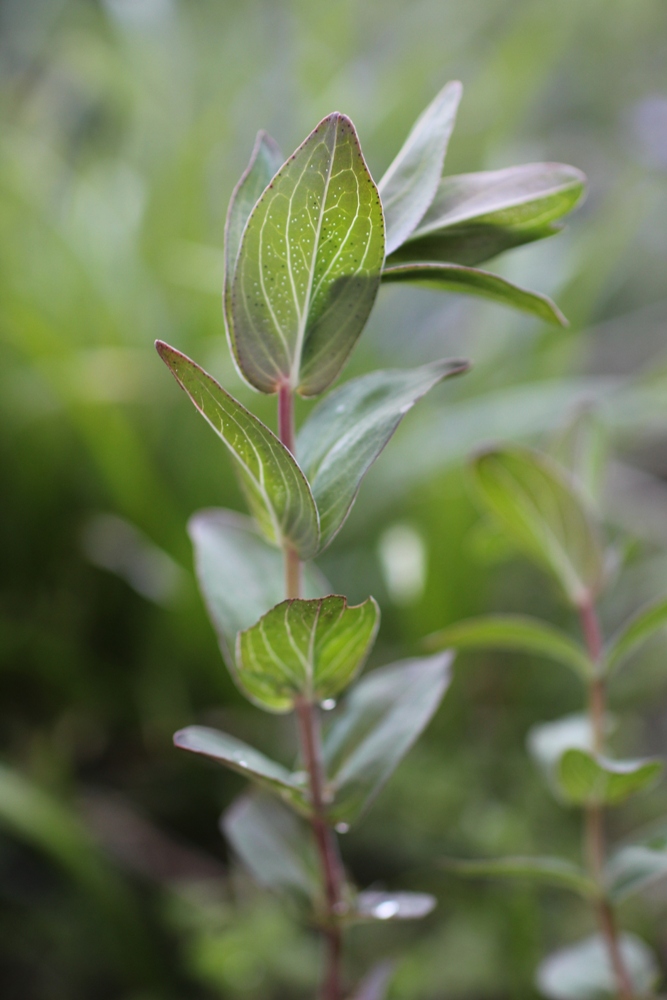 Image of Hypericum maleevii specimen.