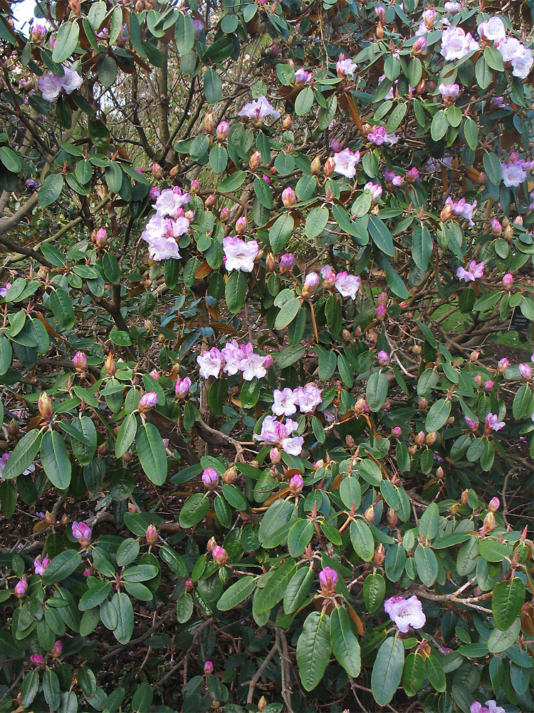 Изображение особи Rhododendron campanulatum.