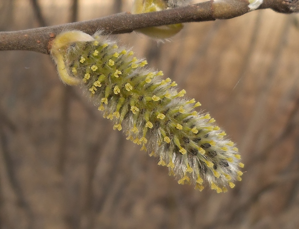 Image of Salix gmelinii specimen.