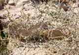 Salsola cyclophylla. Ветви плодоносящего куста. Израиль, впадина Мёртвого моря, окр. Эйн-Бокек, каменистая пустыня. 23.02.2011.