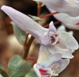 Corydalis repens. Часть соцветия. Приморский край, Шкотовский р-н, пос. Подъяпольск, склон, поросший кустарником. 26.04.2014.