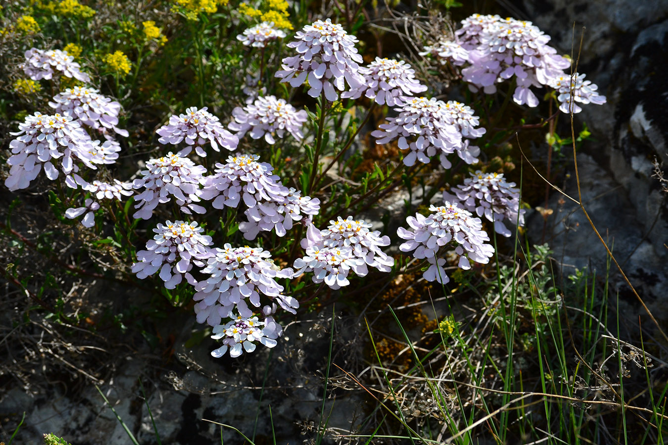 Image of Iberis simplex specimen.