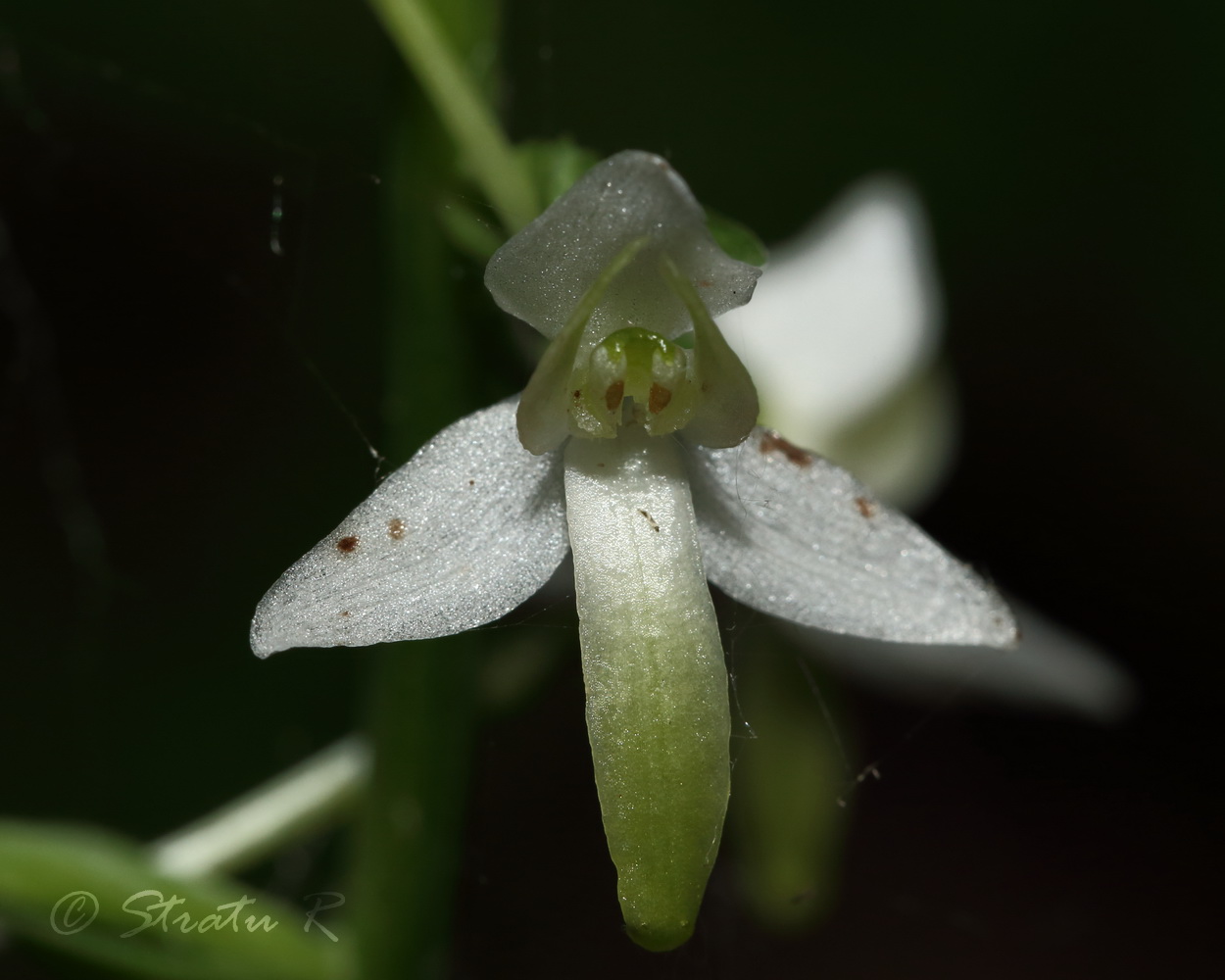 Image of Platanthera bifolia specimen.