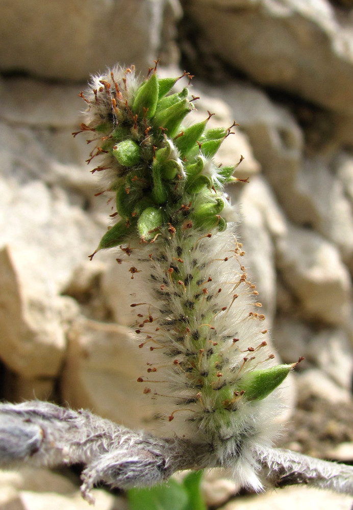 Изображение особи Salix recurvigemmata.