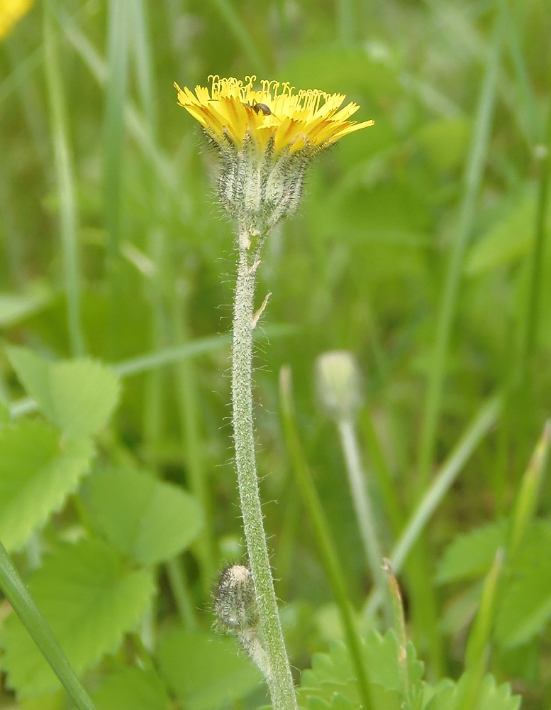 Image of genus Pilosella specimen.