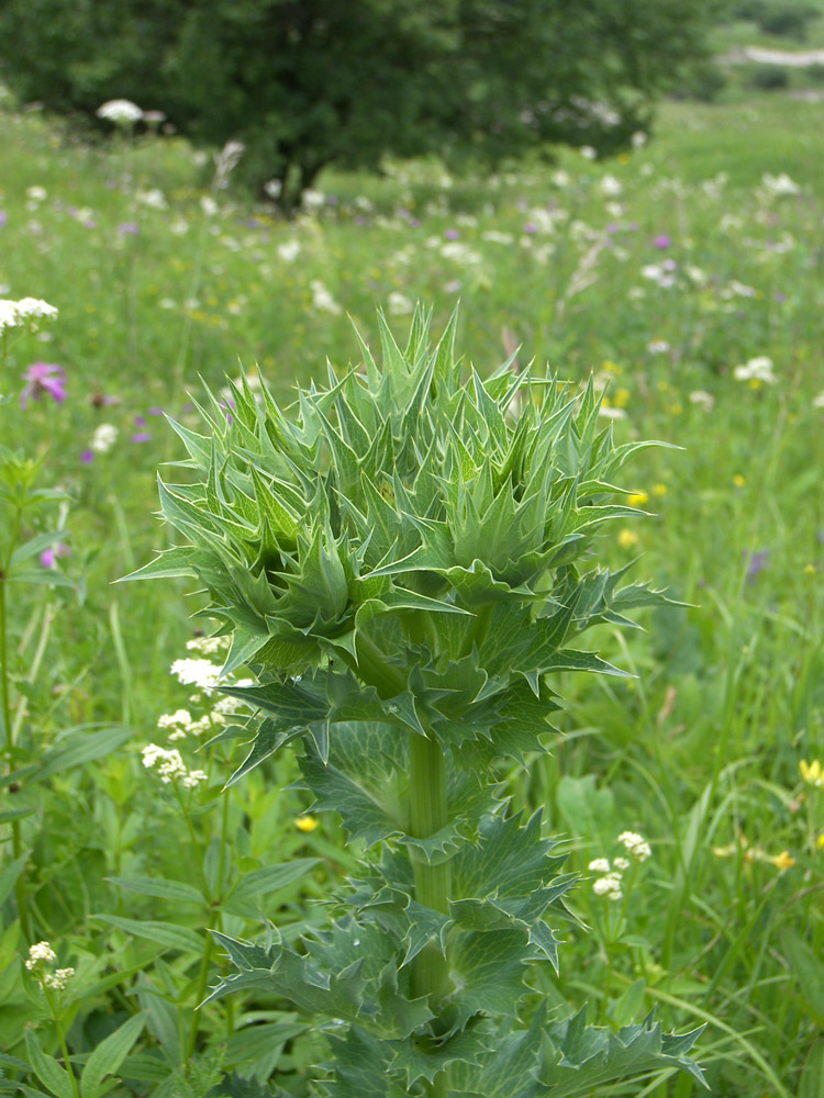 Image of Eryngium giganteum specimen.