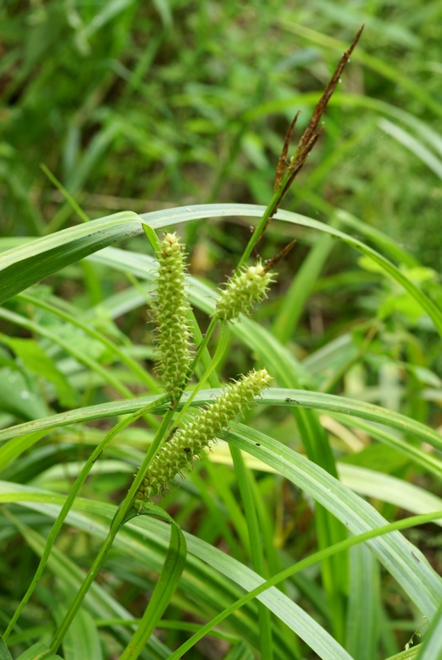 Image of Carex rhynchophysa specimen.