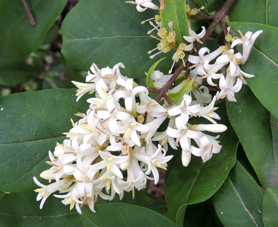 Image of Ligustrum yezoense specimen.