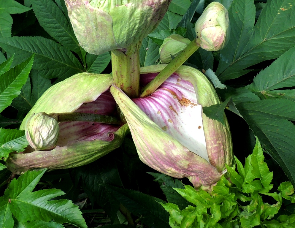 Image of Angelica ursina specimen.