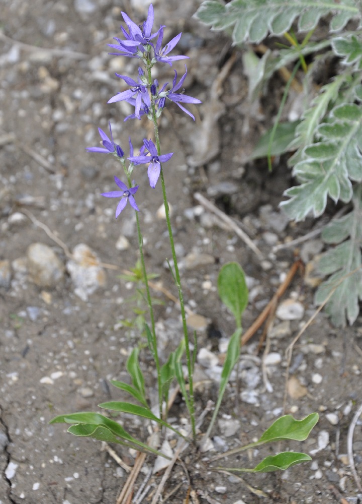 Image of Asyneuma limonifolium specimen.