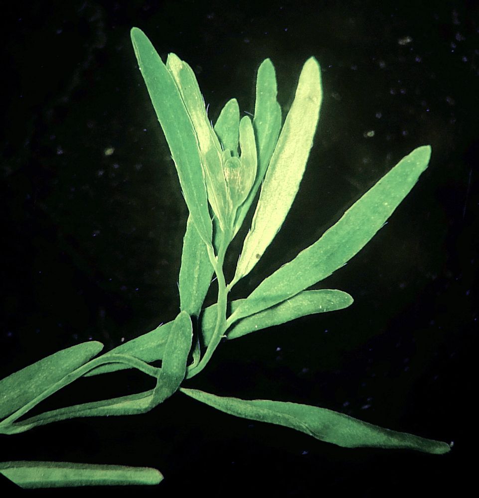 Изображение особи Diarthron linifolium.
