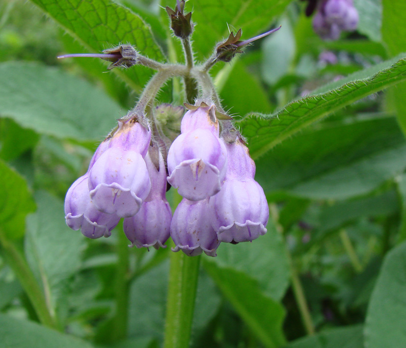 Image of Symphytum × uplandicum specimen.