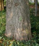 Pinus wallichiana. Комлевая часть ствола. Германия, г. Крефельд, Ботанический сад. 06.09.2014.