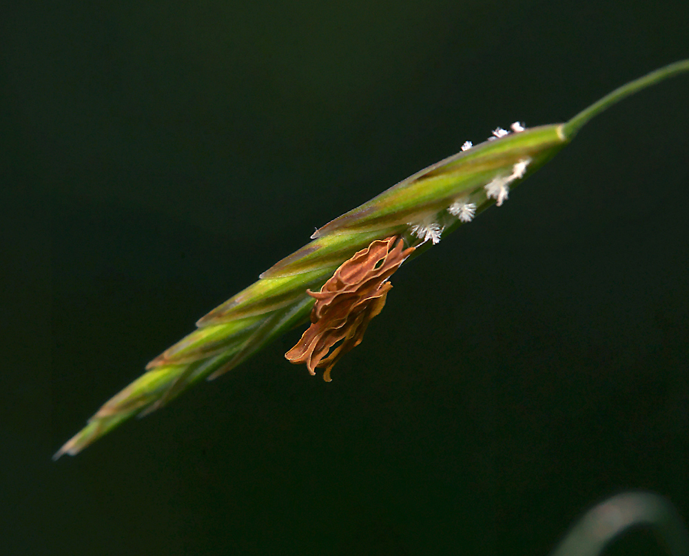 Изображение особи Bromopsis inermis.