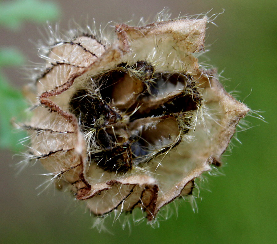 Image of Hibiscus trionum specimen.