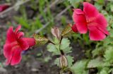 Mimulus cupreus. Цветки. Германия, г. Крефельд, Ботанический сад. 06.09.2014.