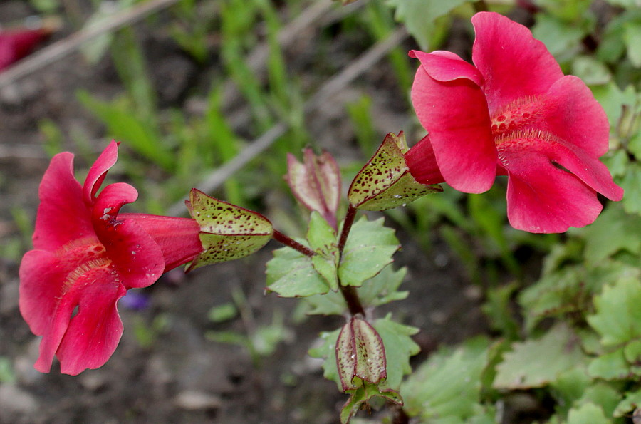 Изображение особи Mimulus cupreus.