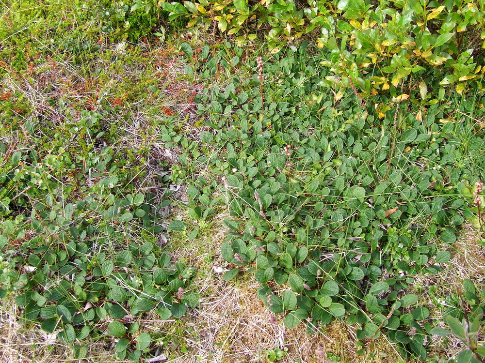 Image of Salix reticulata specimen.