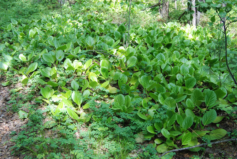 Image of Bergenia crassifolia specimen.