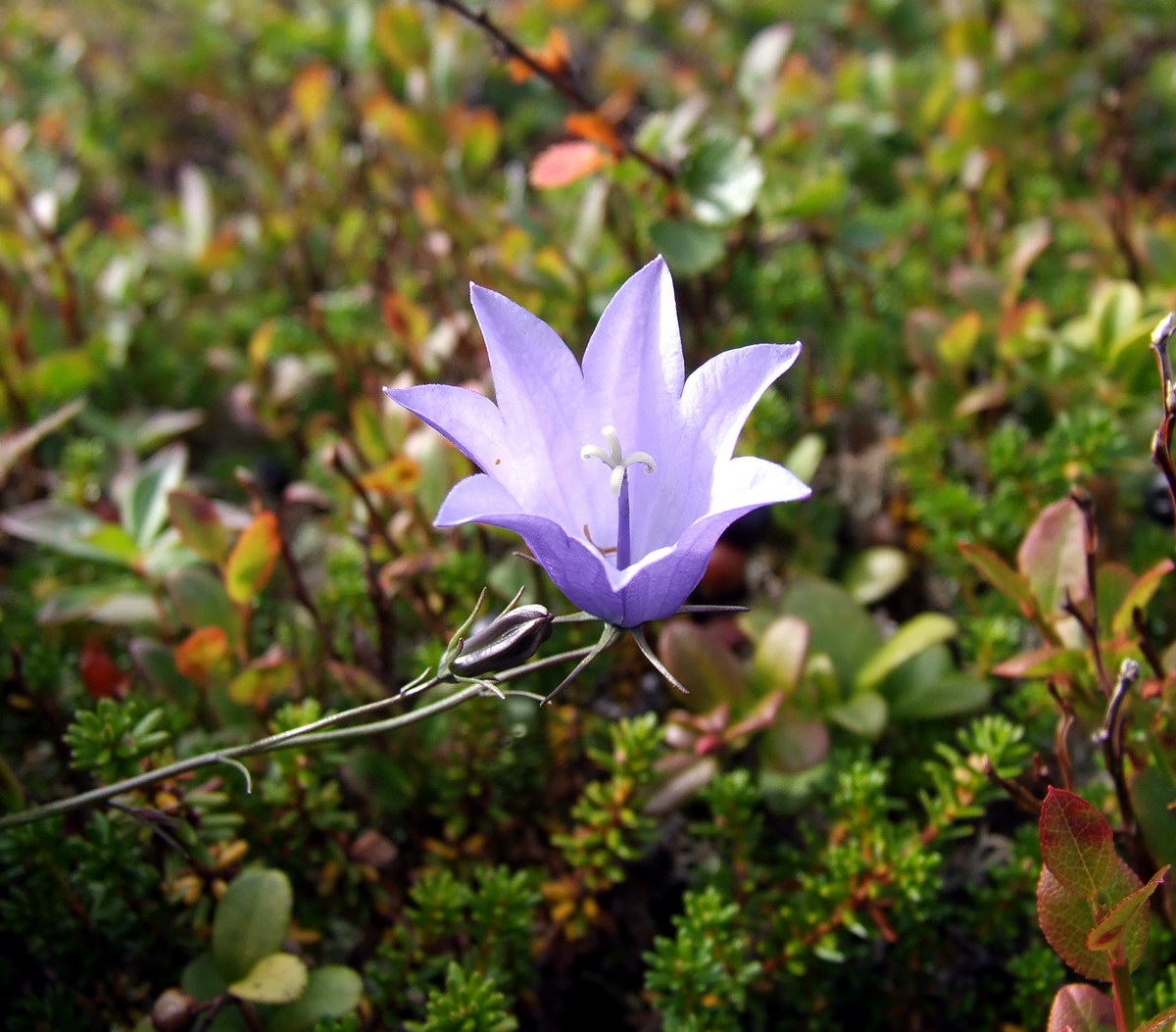 Image of Campanula rotundifolia specimen.