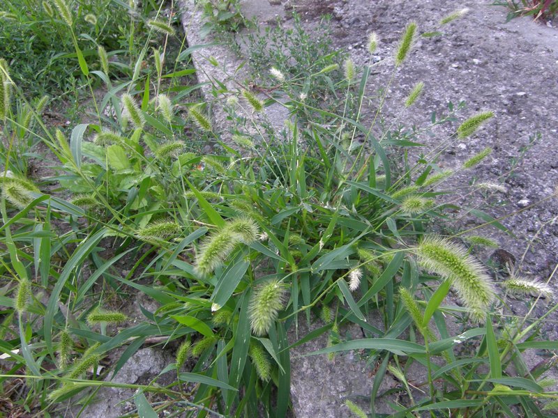 Image of Setaria viridis specimen.