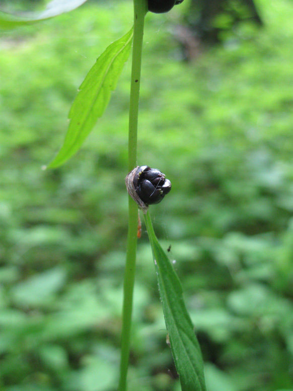 Image of Cardamine bulbifera specimen.