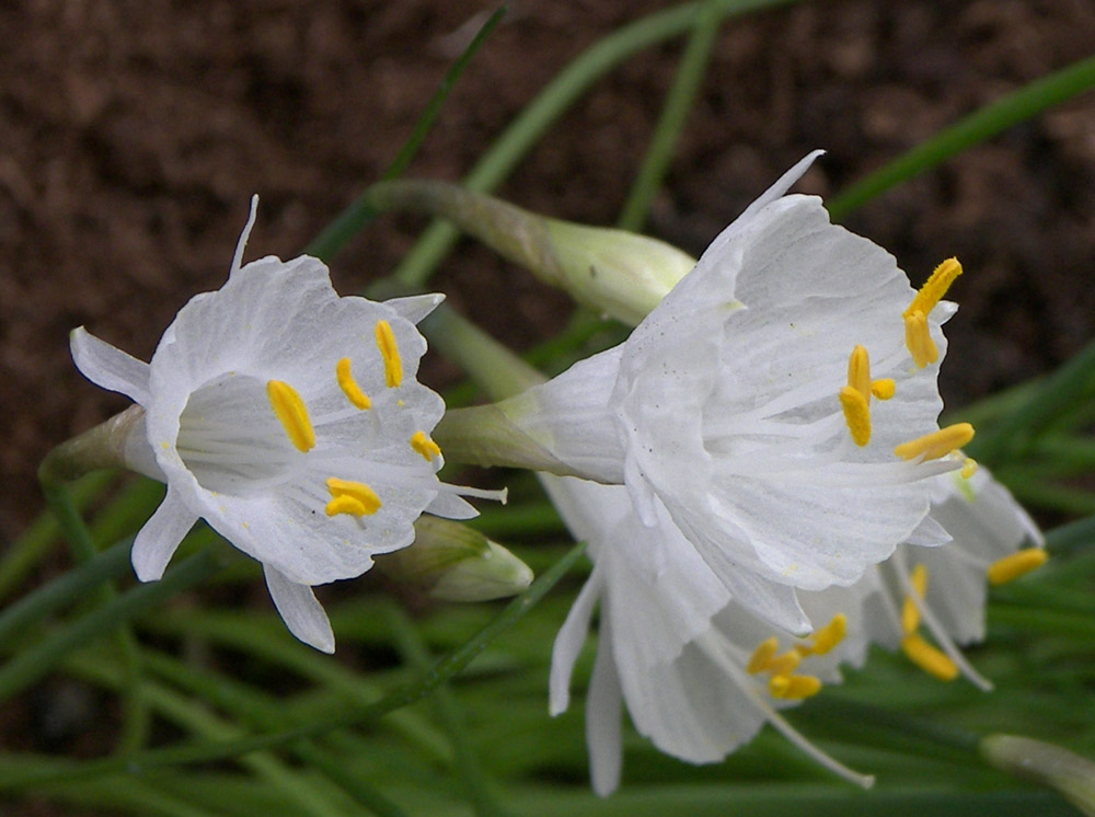 Image of Narcissus cantabricus specimen.