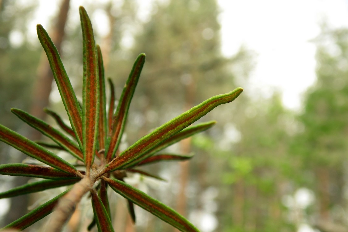 Image of Ledum palustre specimen.