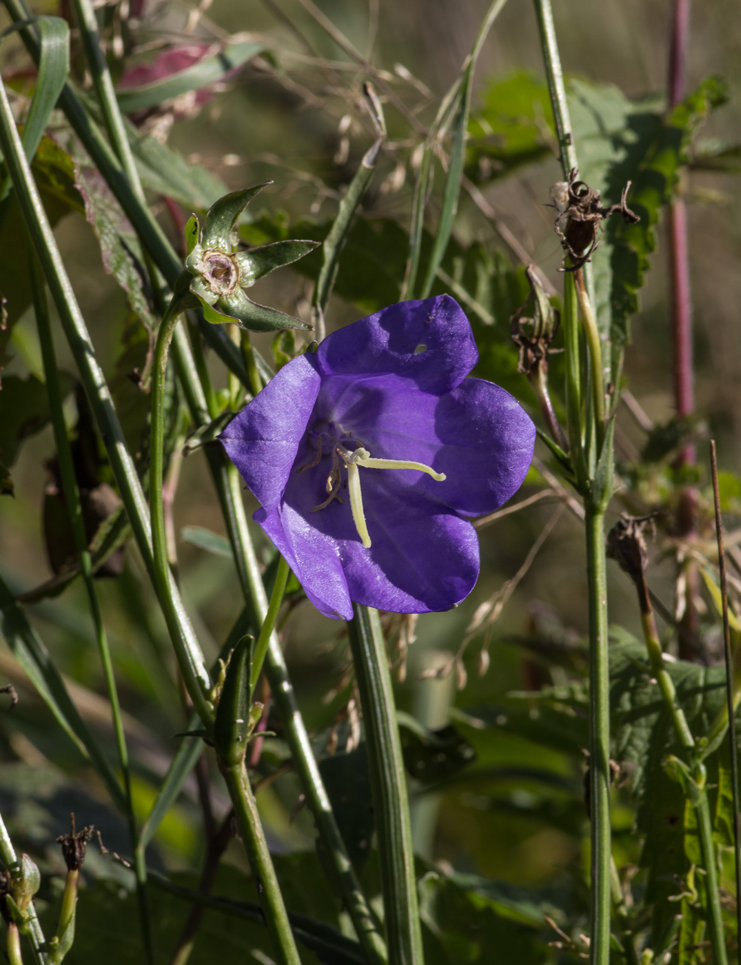 Image of Campanula persicifolia specimen.