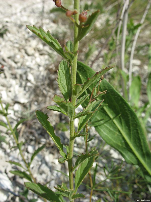 Image of Scrophularia cretacea specimen.