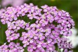 Achillea apiculata