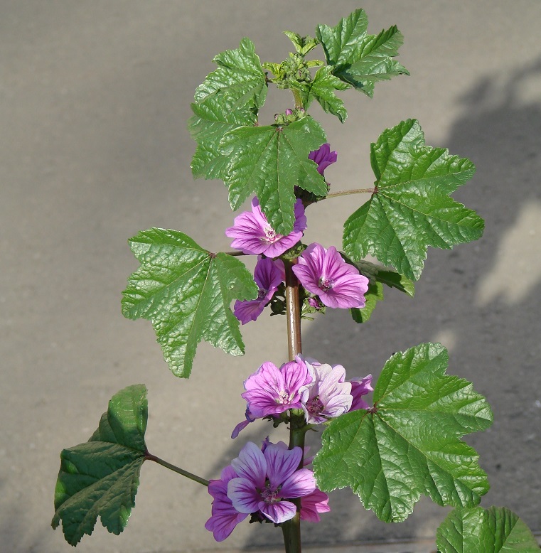 Image of Malva mauritiana specimen.