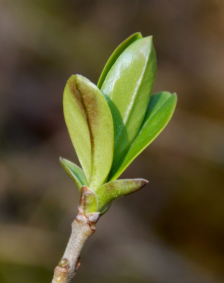 Image of Ligustrum vulgare specimen.