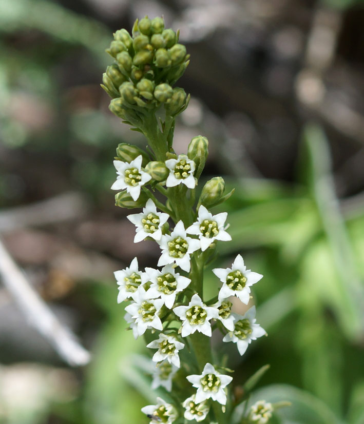 Image of Thesium alatavicum specimen.