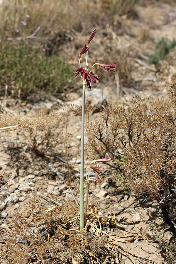 Image of Ungernia sewerzowii specimen.