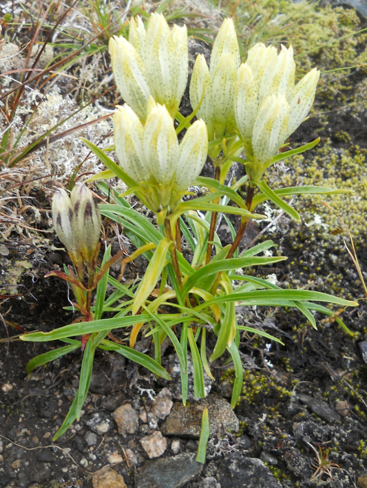 Изображение особи Gentiana algida.