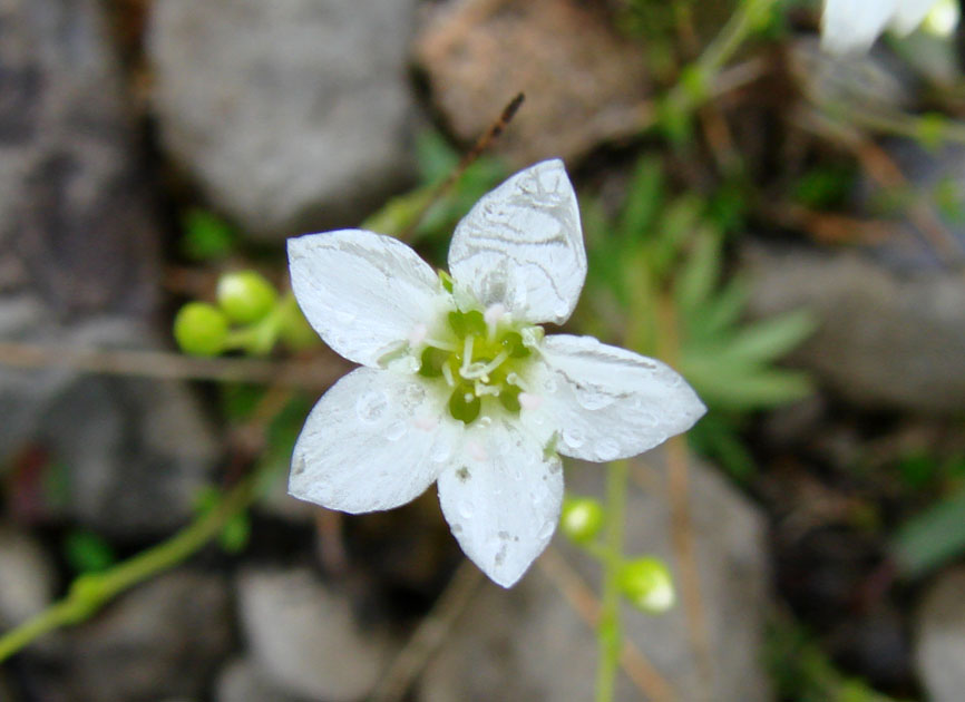 Image of Arenaria redowskii specimen.