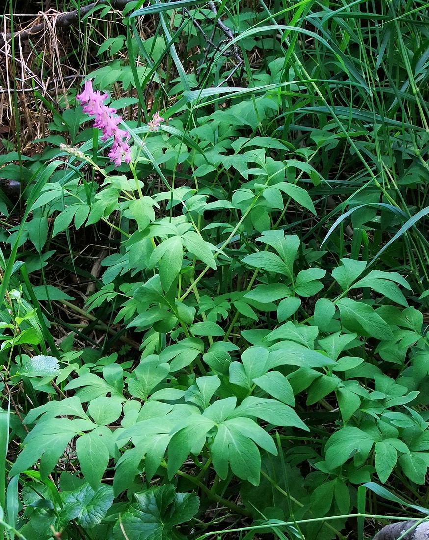 Изображение особи Corydalis gigantea.