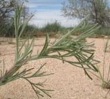 genus Artemisia. Верхушка побега. Краснодарский край, Темрюкский р-н, Куликовское гирло, старый береговой вал. 23.04.2016.