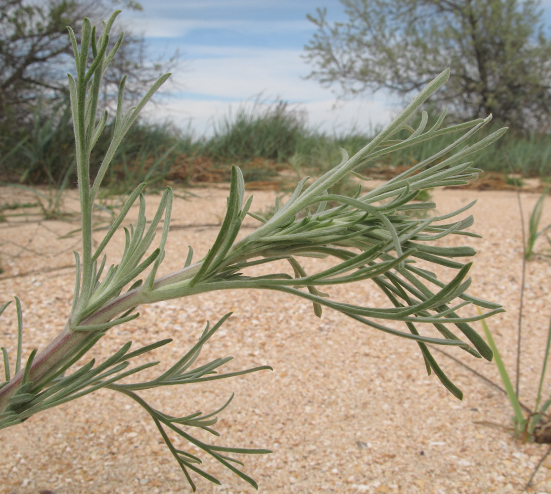 Image of genus Artemisia specimen.