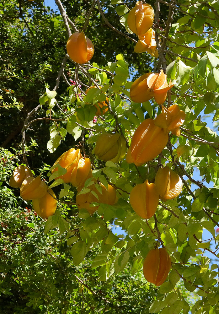 Image of Averrhoa carambola specimen.