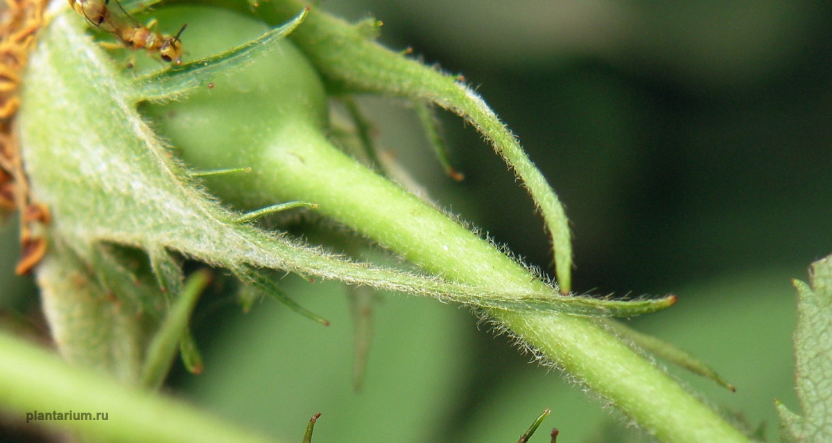 Image of genus Rosa specimen.