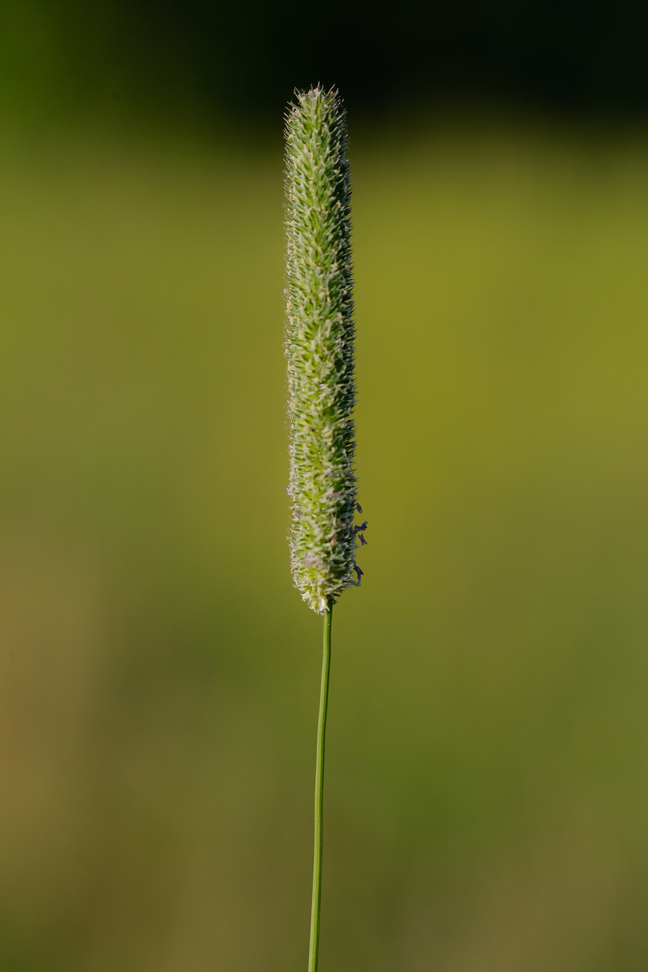 Image of Phleum pratense specimen.