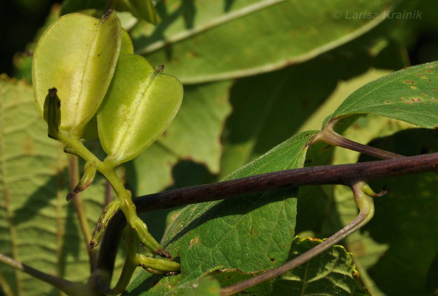 Image of Dioscorea nipponica specimen.