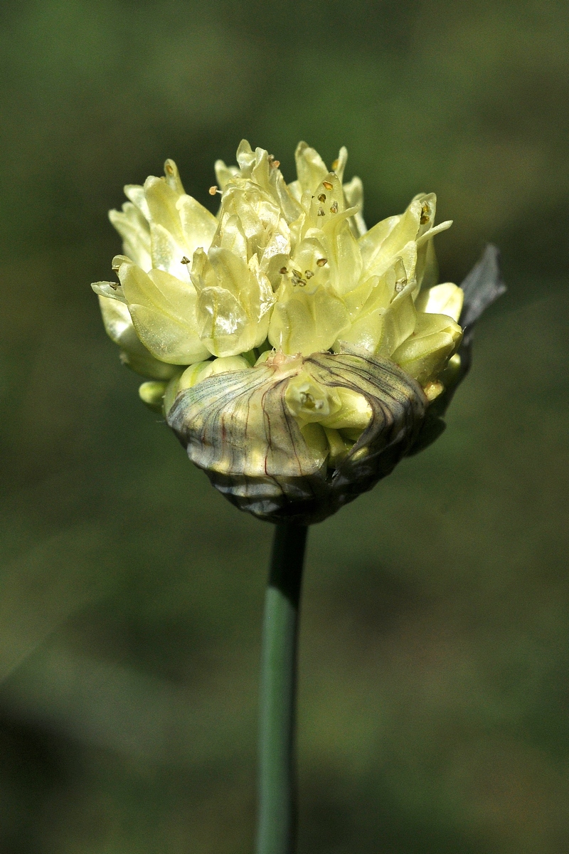 Image of Allium chrysanthum specimen.